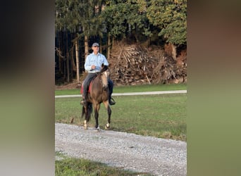 PRE Mix, Gelding, 3 years, Buckskin