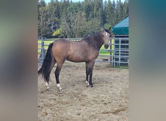 PRE Mix, Gelding, 3 years, Buckskin
