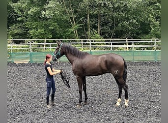 PRE Mix, Gelding, 3 years