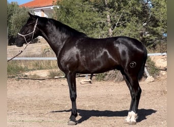 PRE Mix, Gelding, 3 years