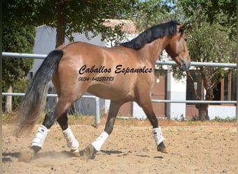 PRE, Gelding, 4 years, 14.2 hh, Brown Falb mold