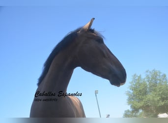 PRE, Gelding, 4 years, 14.2 hh, Brown Falb mold
