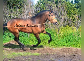 PRE Mix, Gelding, 4 years, 14.2 hh, Buckskin