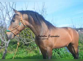 PRE Mix, Gelding, 4 years, 14.2 hh, Buckskin