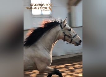 PRE, Gelding, 4 years, 14.3 hh, Dun