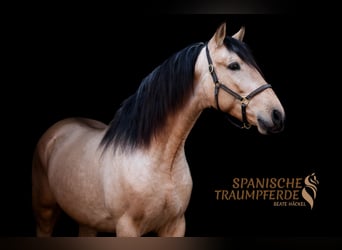 PRE, Gelding, 4 years, 14.3 hh, Dun