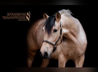 PRE, Gelding, 4 years, 14,3 hh, Dun