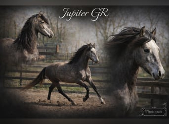 PRE, Gelding, 4 years, 14,3 hh, Grey