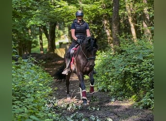 PRE, Gelding, 4 years, 15.1 hh, Bay-Dark