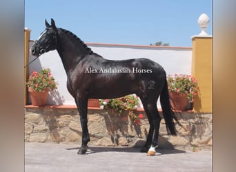 PRE Mix, Gelding, 4 years, 15.1 hh, Black