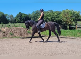 PRE Mix, Gelding, 4 years, 15.1 hh, Black