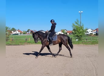 PRE Mix, Gelding, 4 years, 15.1 hh, Black