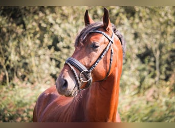 PRE, Wallach, 4 Jahre, 15,1 hh, Brauner