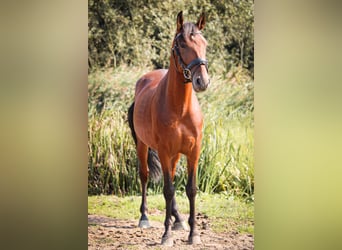 PRE, Wallach, 4 Jahre, 15,1 hh, Brauner