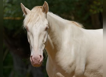 PRE Mix, Gelding, 4 years, 15.1 hh, Cremello