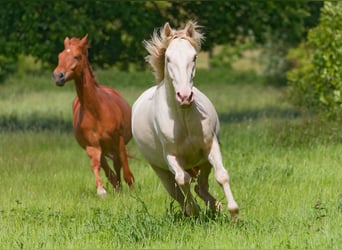 PRE Mix, Gelding, 4 years, 15.1 hh, Cremello