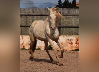 PRE, Gelding, 4 years, 15.1 hh, Cremello