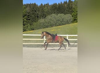 PRE Mix, Gelding, 4 years, 15.1 hh, Dun