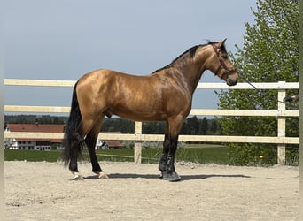 PRE Mix, Gelding, 4 years, 15.1 hh, Dun