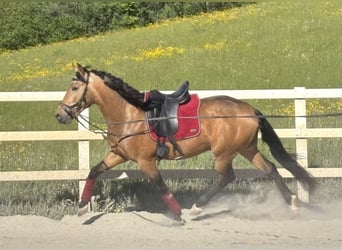 PRE Mix, Gelding, 4 years, 15.1 hh, Dun