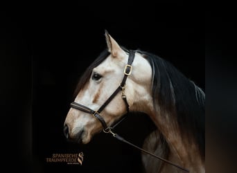 PRE Mix, Gelding, 4 years, 15.1 hh, Dun
