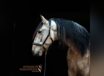 PRE Mix, Gelding, 4 years, 15.1 hh, Dun