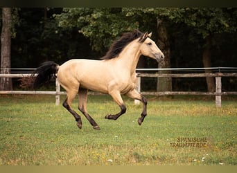 PRE Mix, Gelding, 4 years, 15.1 hh, Dun