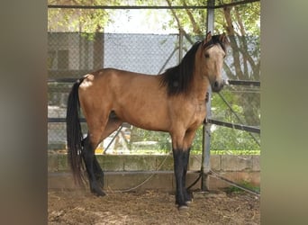 PRE Mix, Gelding, 4 years, 15.1 hh, Dun