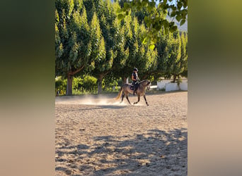 PRE Mix, Gelding, 4 years, 15.1 hh, Grey-Dapple