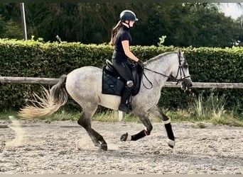 PRE Mix, Gelding, 4 years, 15.1 hh, Grey