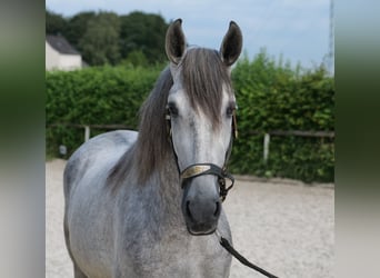 PRE Mix, Gelding, 4 years, 15.1 hh, Grey