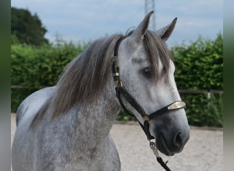 PRE Mix, Gelding, 4 years, 15.1 hh, Grey