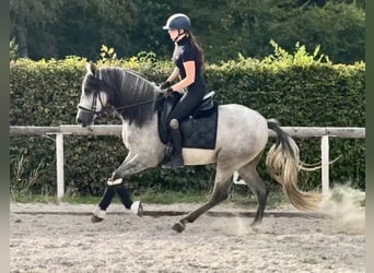 PRE Mix, Gelding, 4 years, 15.1 hh, Grey