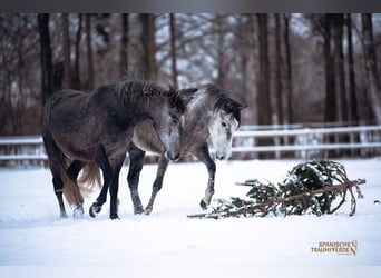 PRE Mix, Gelding, 4 years, 15.1 hh, Grey