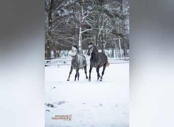PRE Mix, Gelding, 4 years, 15.1 hh, Grey