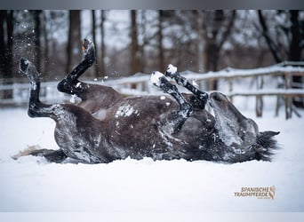 PRE Mix, Gelding, 4 years, 15.1 hh, Grey