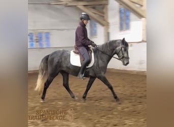 PRE Mix, Gelding, 4 years, 15.1 hh, Grey