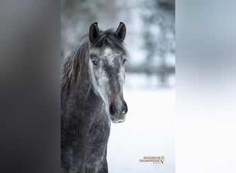 PRE Mix, Gelding, 4 years, 15.1 hh, Grey