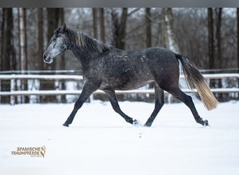 PRE Mix, Gelding, 4 years, 15.1 hh, Grey