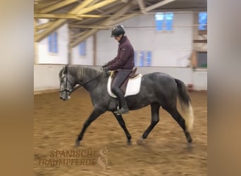 PRE Mix, Gelding, 4 years, 15.1 hh, Grey