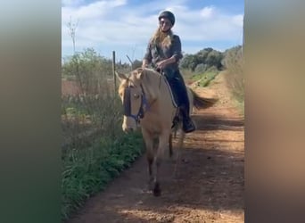 PRE, Gelding, 4 years, 15.1 hh, Pearl