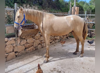 PRE, Gelding, 4 years, 15.1 hh, Pearl