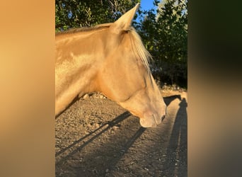PRE, Gelding, 4 years, 15.1 hh, Pearl