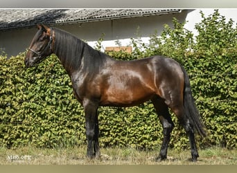 PRE, Gelding, 4 years, 15.2 hh, Bay-Dark