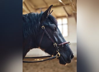 PRE Mix, Gelding, 4 years, 15.2 hh, Black