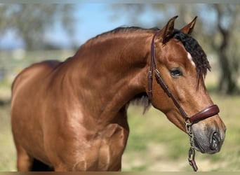 PRE, Gelding, 4 years, 15.2 hh, Brown