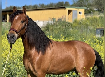 PRE, Gelding, 4 years, 15.2 hh, Brown