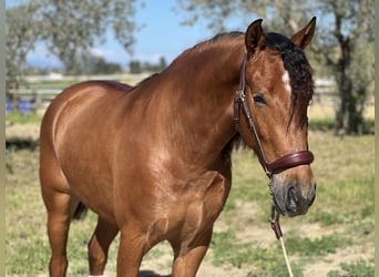 PRE, Gelding, 4 years, 15.2 hh, Brown