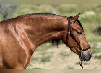 PRE, Gelding, 4 years, 15.2 hh, Brown