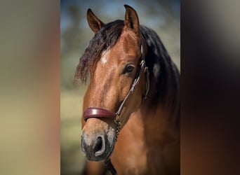 PRE, Gelding, 4 years, 15.2 hh, Brown